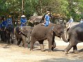 Chiang Mai P0135 Maetaman Elephant Camp